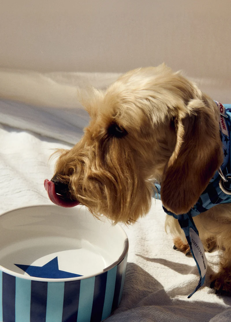 Striped star pet bowl