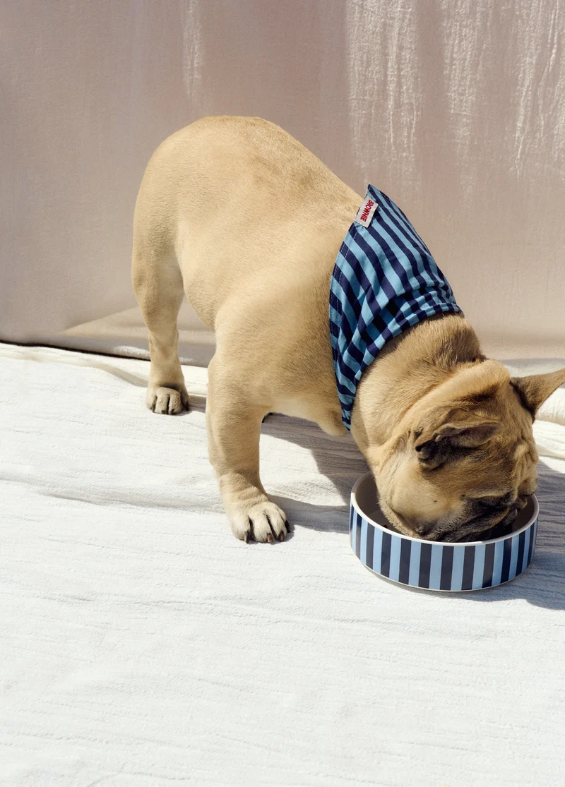Striped star pet bowl